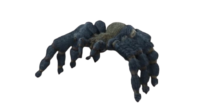 Cobalt Blue Tarantula